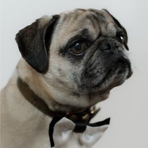 Very Pet Friendly Household